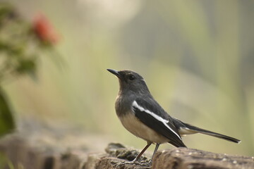 Beautiful photograph of a bird in a garden.