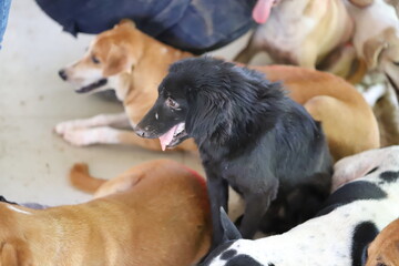 Dog shelter in Thailand, Dog Rescue