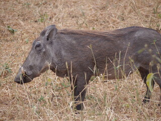 warthog in the wild