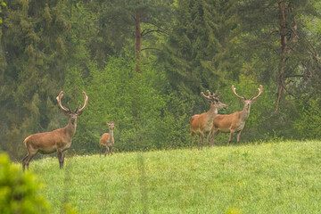 Red Deer (Cervus elaphus) stag. Wildlife in the Carpathians. Bieszczady Mts. Poland.