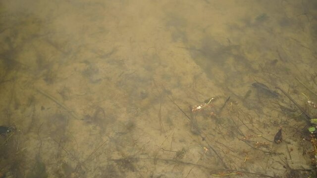 Water beetle swims in the river near the shore
