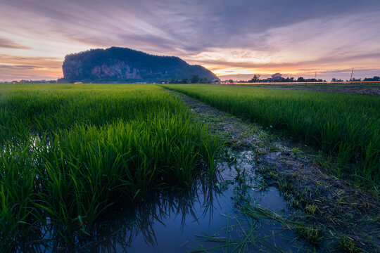The famous historical Keriang Hill with paddy rice field on foreground and reflection of blue hour sky on the water just after sunset. Keriang Hill is located near Alor Setar, the capitalcity of Kedah