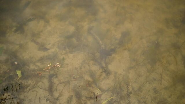 Water beetle swims in the river near the shore
