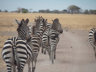 zebras showing hip in the wild in Tanzania, Africa