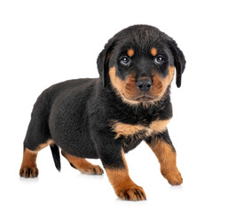 puppy rottweiler in studio