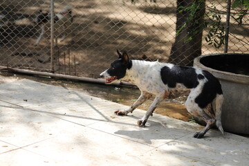 Dog shelter in Thailand, Dog Rescue