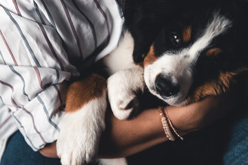 Naklejka na ściany i meble little puppy of bernese mountain dog on hands of fashionable girl with a nice manicure. animals