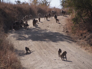 many baboons on the street in Tanzania, Africa