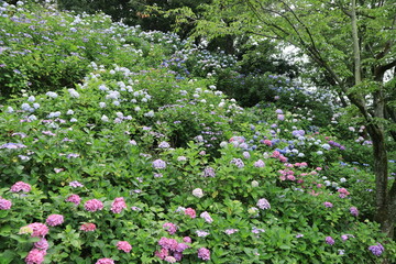 Hydrangeas in the park ,japan,tokyo