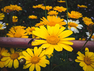 bee in the sunflowers in the garden
