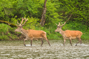 Red Deer (Cervus elaphus) stag. Wildlife in the Carpathians. Bieszczady Mts. Poland.