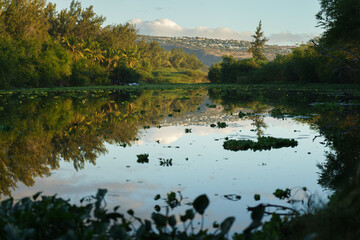 reflet sur l'eau de l'&eacute;tang