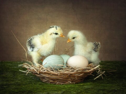 Easter eggs in nest and newborn chicks