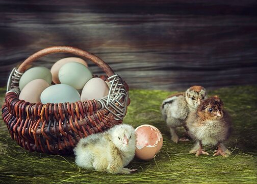 Easter eggs in a basket and newborn chicks