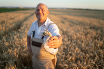 Portrait of successful senior farmer agronomist standing in wheat field and holding wheat crops. Successful organic food production and cultivation. © littlewolf1989