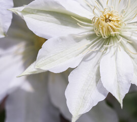 Soft focus, abstract floral background, white Clematis flower. Macro flowers backdrop for holiday brand design