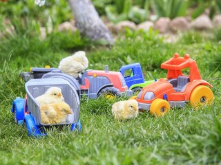 Easter chicks in the lawn with green grass