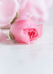 Beautiful pink rose with water drops on white marble. Can be used as background. Soft focus. Romantic style