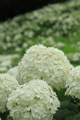 Hydrangeas in the park ,japan,tokyo