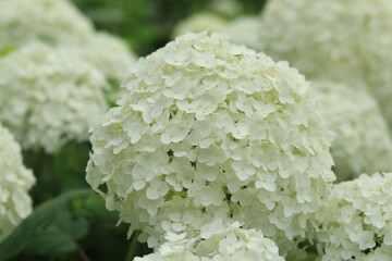 Hydrangeas in the park ,japan,tokyo