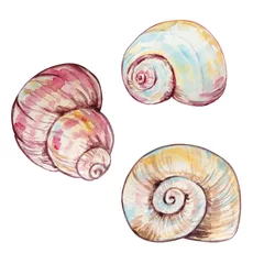 Poster set of three watercolor multicolored seashells © SvetaArt