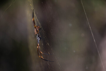 spider on a web