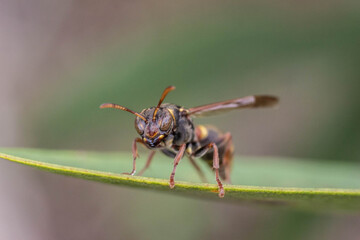macro of a wasp