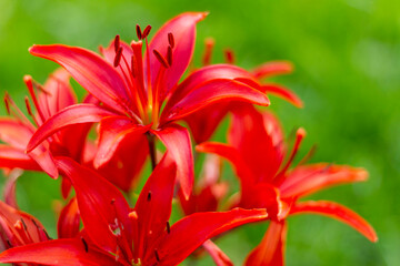 Fototapeta premium Beautiful lilies on a background of green leaves. Lilium longiflorum flowers in the garden