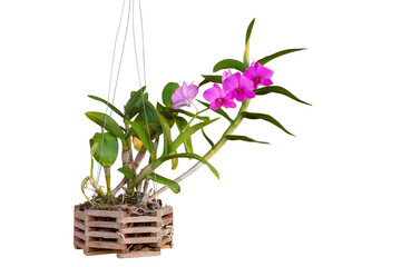 Purple orchid flower bloom and hanging in wooden pot in the garden isolated on white background...