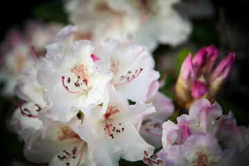 Fototapeta na wymiar rhododendron in spring, white flowers close up