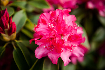
Rhododendron in spring, magenta flowers close up