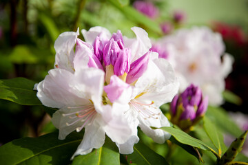 
rhododendron in spring, white flowers close up