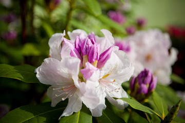 
rhododendron in spring, white flowers close up