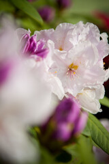 Fototapeta na wymiar rhododendron in spring, white flowers close up