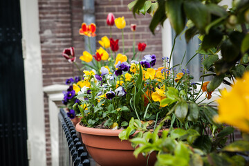 Fototapeta na wymiar flower arrangements in the streets of Amsterdam