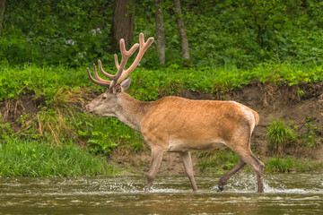 Red Deer (Cervus elaphus) stag. Wildlife in the Carpathians. Bieszczady Mts. Poland.