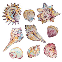 set of watercolor multicolored seashells
