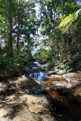 Stream in the forest. Tamborine Mountain, Scenic Rim, Queensland, Australia.	