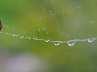 Spiderweb after the rain