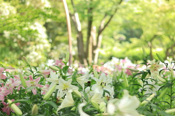 lilies in the park  ,japan,tokyo