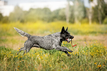 beautiful dog running in a green field