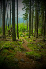 Hiking trail in green summer forest 