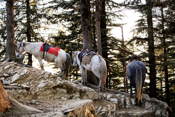 3 HORSES IN A ROW