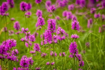 Fields of purple flowers