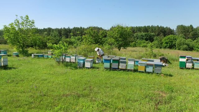 Apiary among green nature. Wooden beehives on the field. Beekeeper working on a bees farm in sunny day. Apiary concept.