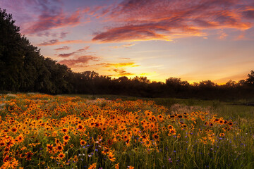 Vibrant fields of yellow flowers at sunset