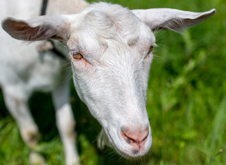 White goat grazes on the green grass