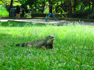 iguana walking on the grass © Malrraz