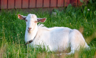 Fototapeta premium White goat grazes on the green grass