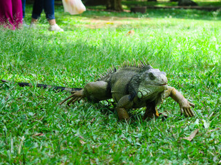 iguana walking on the grass © Malrraz